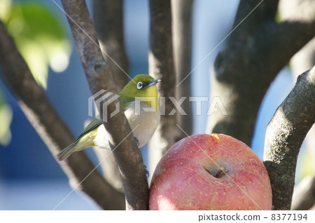 我愛蘋果❢Meji kun 我愛蘋果❢Meji kun 8377194