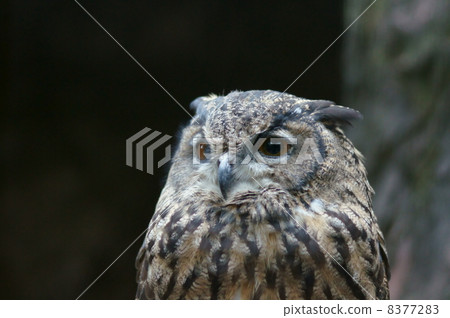 It is awakening in the evening. 8377283