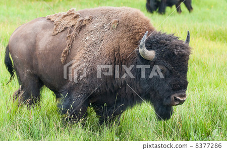 American Bison in the Yellowstone National Park American Bison in the Yellowstone National Park 8377286
