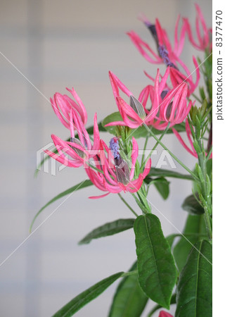 Pavonia 8377470