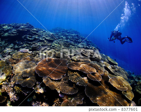 Miyakojima的珊瑚礁和潛水者 8377601