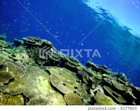 Countless tropical fish and table coral 8377603