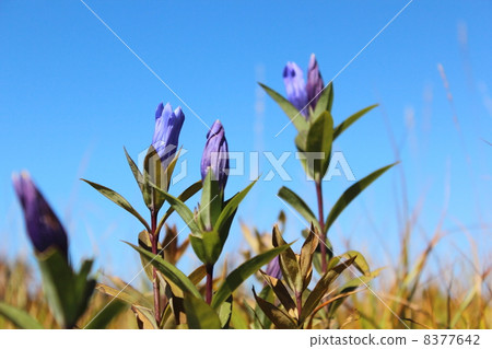 Ezo oyama gentian in Hachimantai 8377642