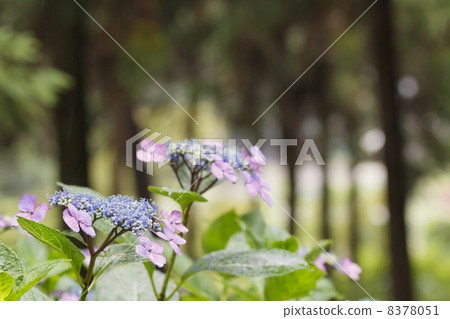 Rain hydrangea 8378051
