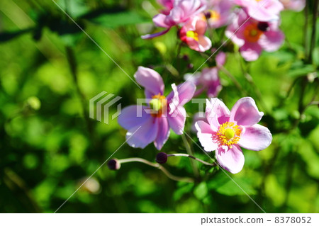 japanese anemone, autumn peony, fall bota 8378052