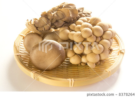 蘑菇 蘑菇 8378264