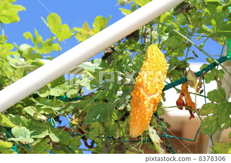 成熟的黃色goya 8378306