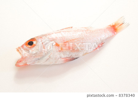 Nodoguro Nodoguro 8378340