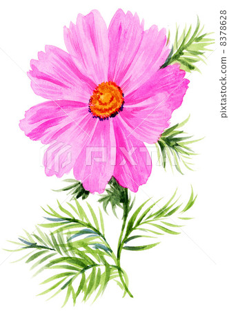 cosmos, cosmea, bloom 8378628