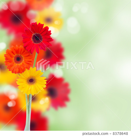 herbera flowers background herbera flowers background 8378648