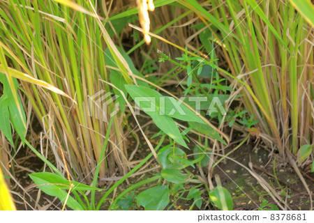 Leaves of surface height (Omodaka) shaped like gruel 8378681