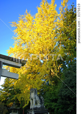 Guardian dog and ginkgo tree 8378819