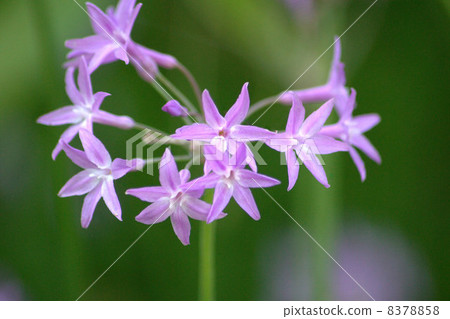 Pretty Tsurubakia (Ruri two characters) 8378858