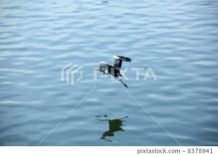 鳥飛在秋天飛回來 8378941