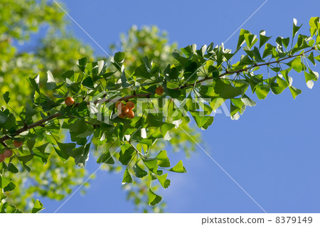 Ginkgo nuts 8379149