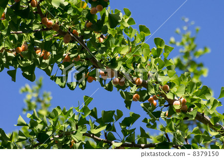 Ginkgo nuts 8379150