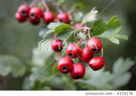Ripe hawthorn in autumn Ripe hawthorn in autumn 8379176