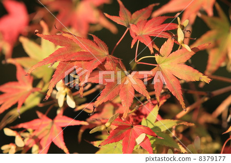 Autumn leaves Autumn leaves 8379177