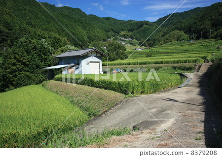 Rice terraces Rice terraces 8379208