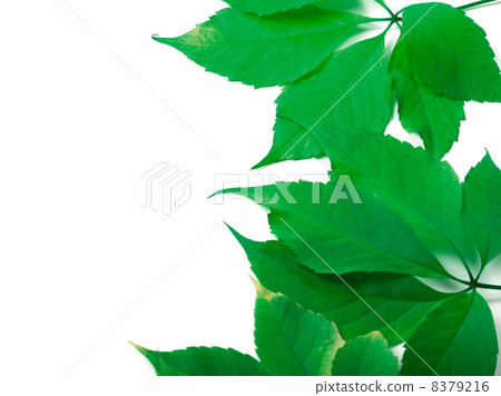 Green leaves background with copy space Green leaves background with copy space 8379216