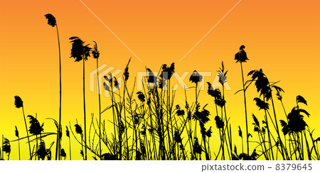 Reeds Reeds 8379645