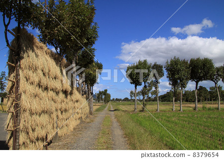 Hasa tree of Natsui 8379654