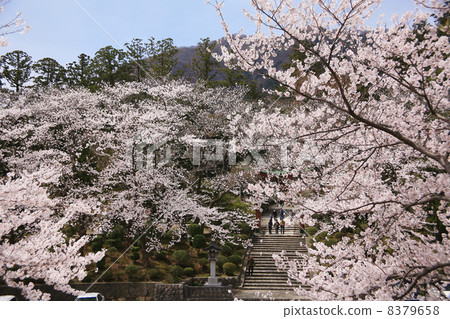 彌彥神社的櫻花 8379658