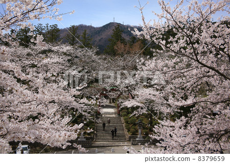 Cherry blossoms at Yahiko Shrine 8379659
