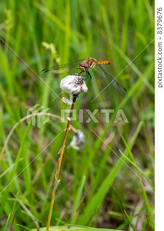 Wattsuge和蜻蜓 8379676