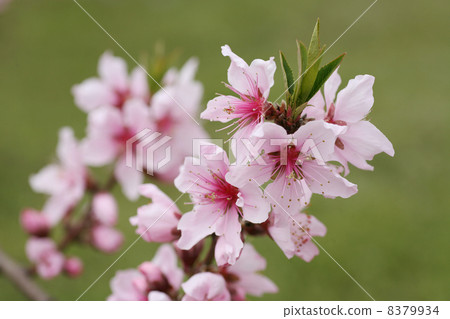  桃花 8379934