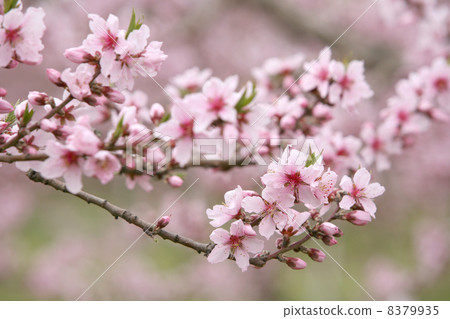  桃花 8379935