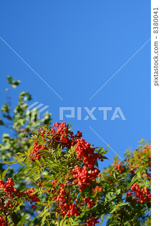 Nanakamado水果 Nanakamado水果 8380041