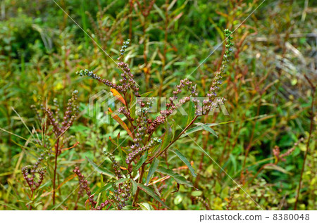 Plant · Taconashi Tachonobi family Plant · Taconashi Tachonobi family 8380048