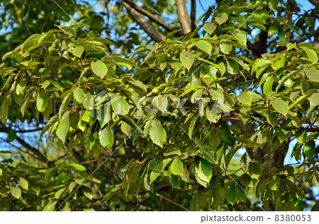 图库照片 枹栎 落叶阔叶树 山毛榉科(植物种类)