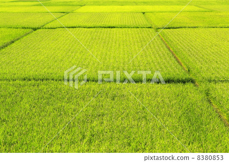 Paddy field Paddy field 8380853