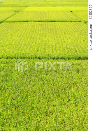 Paddy field Paddy field 8380855