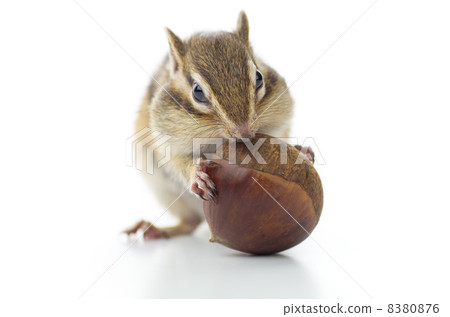 Chipmunks eating chestnuts 8380876