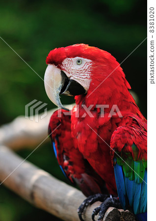 Scarlet macaw Scarlet macaw 8381020