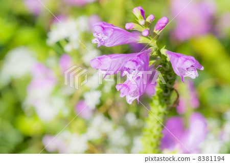 Physostegia virginiana 8381194