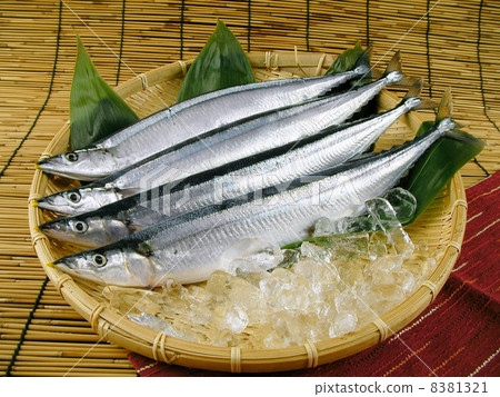 秋香魚（秋刀魚） 8381321