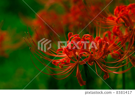 Mandarin saixa 8381417