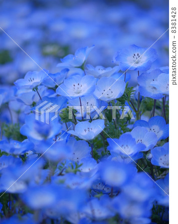 Nemophila 8381428