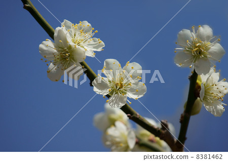 My name is White Plum Green Cedar Rikugakuku. 8381462