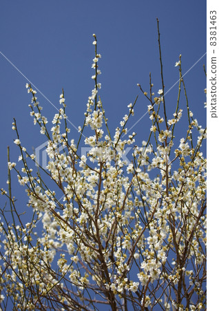 My name is White Plum Green Cedar Rikugakuku. 8381463