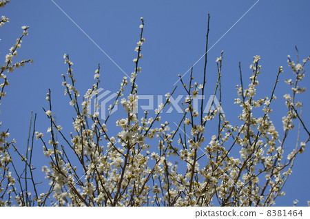 我的名字是White Plum Green Cedar Rikugakuku。 8381464