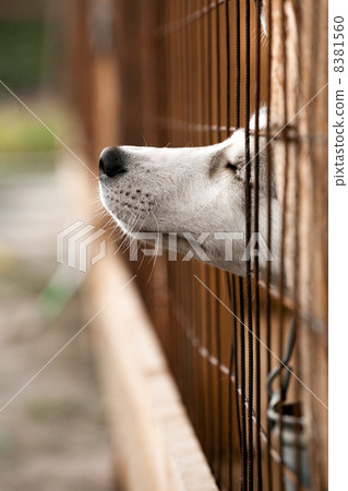 dog behind a fence dog behind a fence 8381560