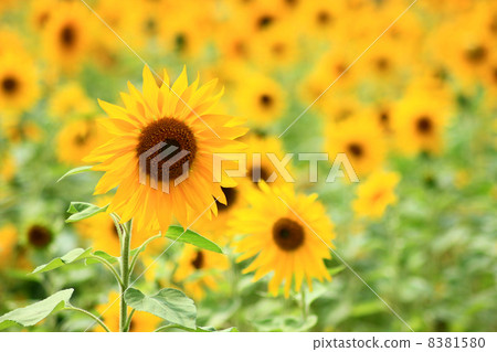 Sunflower ski resort of Okabezaka Takahara 8381580