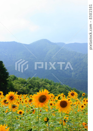 Sunflower ski resort of Okabezaka Takahara 8381581