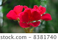 一朵花 8381740