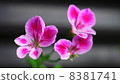 一朵花 8381741